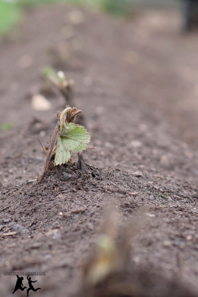Old House Crazy - Growing Strawberries - DIY - 01