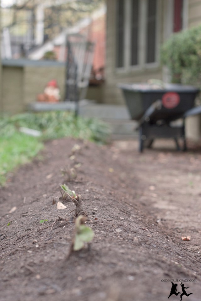 Old House Crazy - Growing Strawberries - DIY - 02