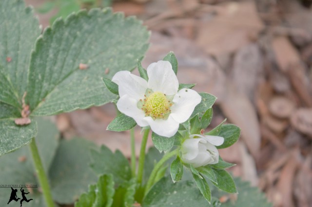 Old House Crazy - Growing Strawberries - DIY - 05