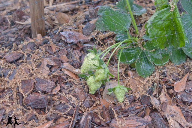 Old House Crazy - Growing Strawberries - DIY - 07