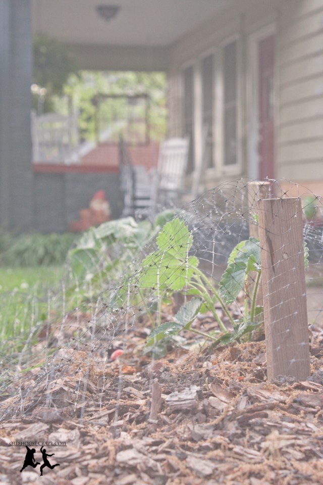 Old House Crazy - Growing Strawberries - DIY - 08
