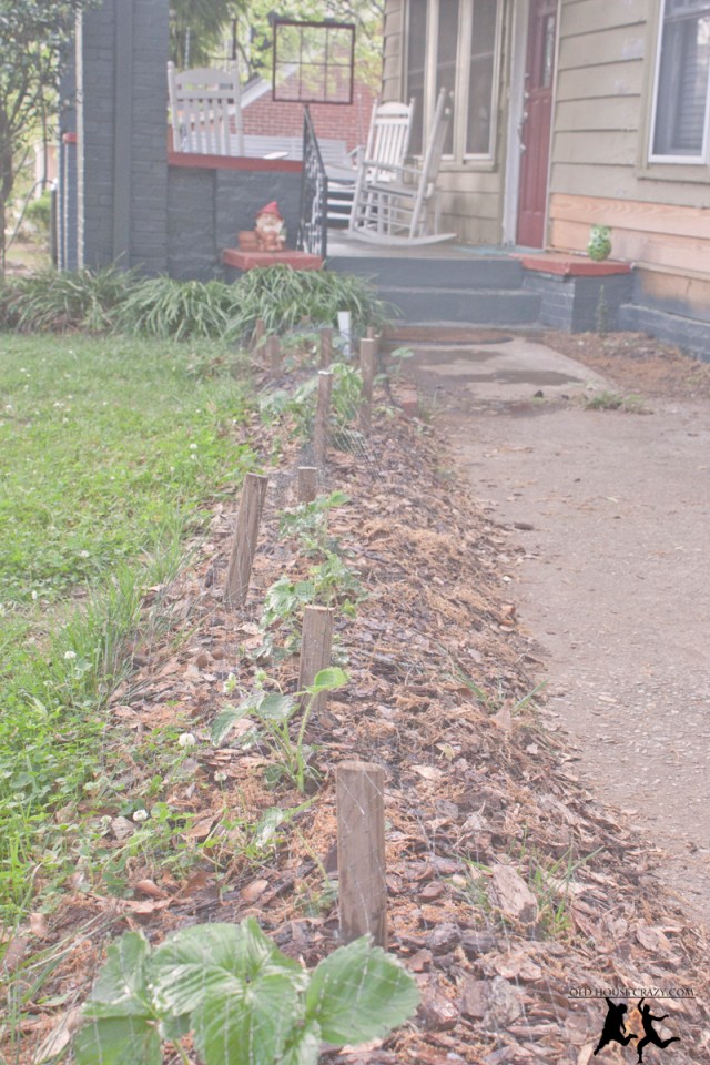 Old House Crazy - Growing Strawberries - DIY - 09