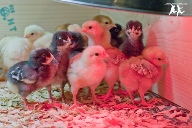 Old House Crazy - DIY - Raising Chickens - Baby Chicks - 03