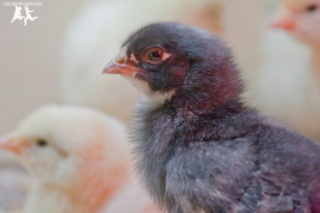 Old House Crazy - DIY - Raising Chickens - Baby Chicks - 04