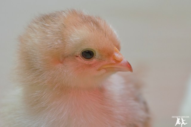 Old House Crazy - DIY - Raising Chickens - Baby Chicks - 05