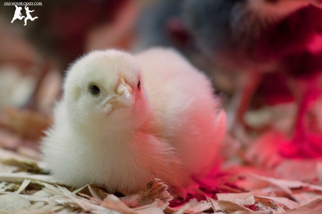 Old House Crazy - DIY - Raising Chickens - Baby Chicks - 06