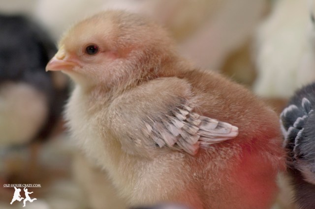 Old House Crazy - DIY - Raising Chickens - Baby Chicks - 10